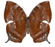 Anaea kingi